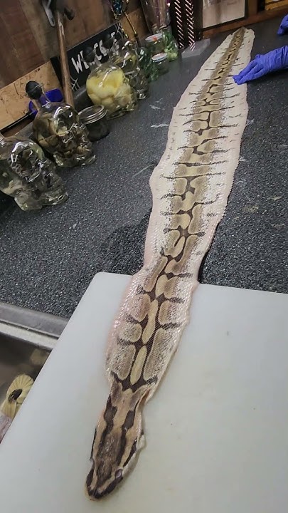 Beautiful python skin!! - YouTube