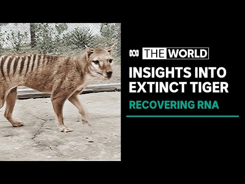 In a first, RNA is recovered from extinct Tasmanian tiger