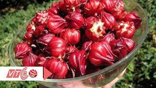 “Thần dược” Atiso đỏ có chữa được bách bệnh? | VTC