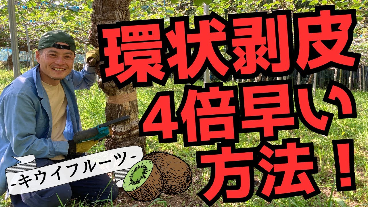 キウイ 剪定のコツ⑩ 環状剥皮を４倍早くする方法【ファームハウスみどり】