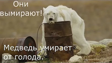 Белые медведи на грани вымирания. Кадры не для слабонервных!