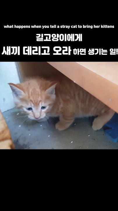 what-happens-when-you-tell-a-stray-cat-to