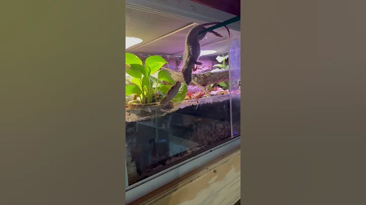 Reticulated Python Feeding!!! #shorts #reptiles #snake #education