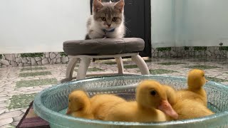 Brave and funny cat😋! The little duck invites the cat to take a bath with him.cute animal videos