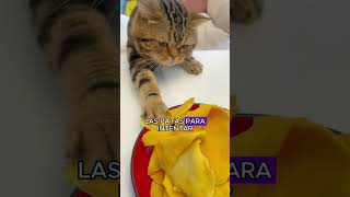 ‼️ CURSO ONLINE DE MASCOTAS SANAS‼️APRENDE HOY MISMO 🚨