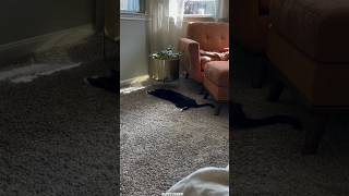 Funny cats🤣😂 episode 101