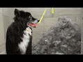 Extreme transformation on a senior border collie 