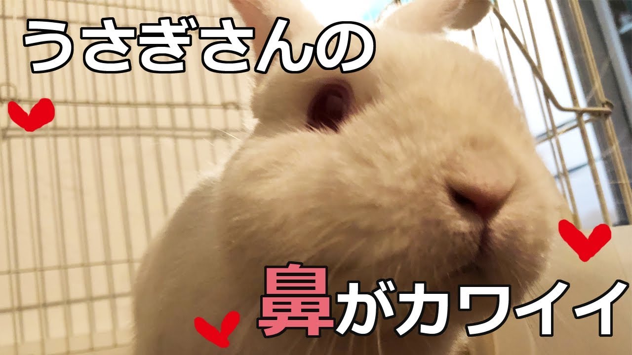 可愛い ネザーランドドワーフうさぎさんの鼻 うさぎのごん Youtube