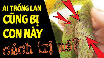 Cách Trị Rệp Gây Hại Cho Lan Đơn Giãn Nhưng Không Phải Ai Cũng Biết | #MêLanTV