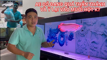 REP MUỐI HỘT ĐỐI VỚI CÁ RỒNG 👍🇻🇳