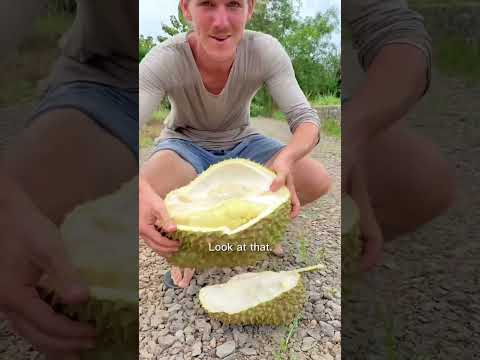 Video: Uses For Durian Fruit - Lær om Durian Fruit Growing