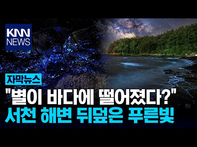 "바다에 은하수가?" 국내서 포착된 푸른빛 / KNN