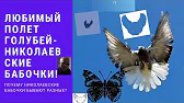 Николаевские голуби Вадима