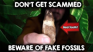 This Fossil is Fake!!! Here