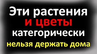 Эти растения и цветы нельзя держать дома, они несут страх смерти. Что должно быть в каждом доме?