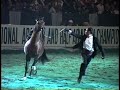 1992 US National Championship Arabian Horse Show Stallion Halter