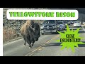 Yellowstone National Park | Close Encounters With Bison