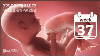 37 Weeks Pregnant - Natural Pregnancy Week-By-Week