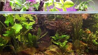 Acuario Plantado de peces comunitarios de 450 litros.