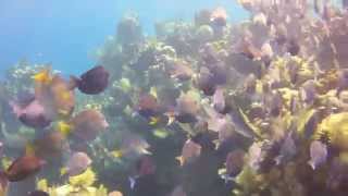 UDC Rons Wreck & Black Coral Wall screenshot 3