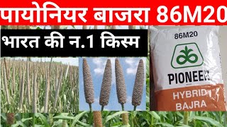 पायोनियर की बाजरा की 86M20 हाइब्रिड किस्म। Pioneer Millet 86M20 Hybrid Variety। How do grow 86M20