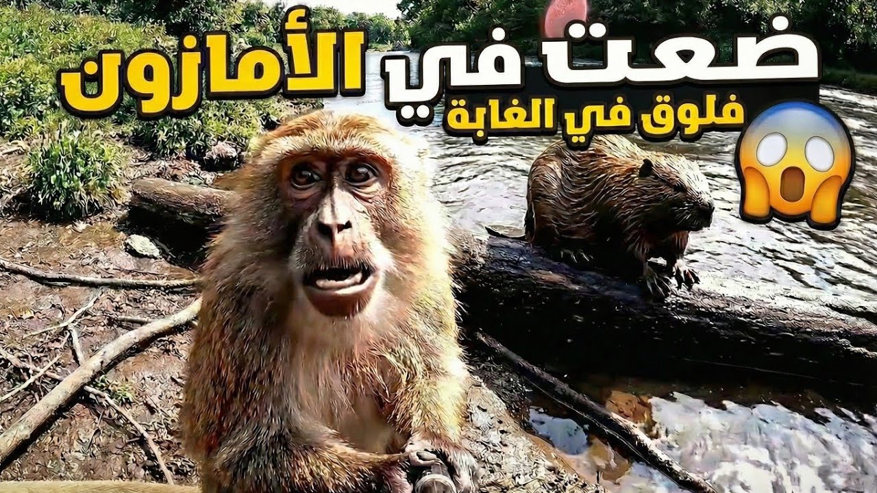 فلوق الأمازون | ضعت في أخطر غابة في العالم! هل هذي النهاية؟ 💔