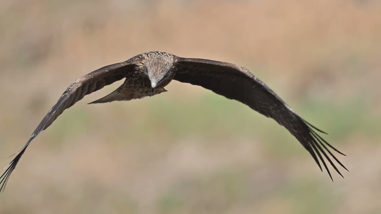 トビ No7886 7916 - YouTube