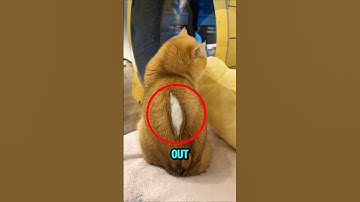Owner Panics After Seeing This on Her Cat 😨😱 #cats #shorts