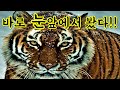 한국 호랑이를 찾아서!! 목격 현장에 직접 가보았습니다!! Looking for a Korean tiger