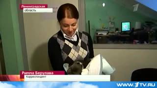 Выхаживание Новорожденных медвежат.