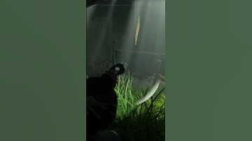 The Last of Us part 2: Yes she is! [Accessibility for the blind gamer] #Ellie #tlou2 #PS5 #shorts