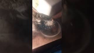 MY MALE ARGENTINE TEGU EATING LUNCH !