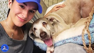 This Senior Dog Waited 7 Years In A Shelter Until Someone Finally Chose Her