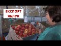 Вирощені у агрокомплексі "Вінниччина" яблука готують до експорту - війна поставила нові виклики