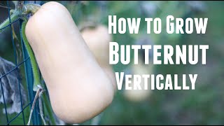 How To Grow Butternut Squash Vertically - Save Space & Increase Yields