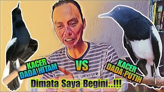 TERNYATA BEGINI PERBEDAANNYA || KACER DADA PUTIH vs KACER DADA HITAM, BAGUS YANG MANA