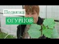 Как подвязать огурцы. Отличный способ.(21.05.2016 г.)