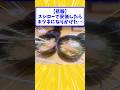 【悲報】スシローで安価したらキツネになりかけた…【2ch面白いスレ】#shorts