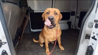 Shopping Yummy Yummy For Boerboel Pups Giant Tummy | Aza by The Dog Messiah 334 views 3 months ago 15 minutes