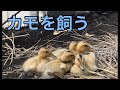 【カモを飼う】合鴨の赤ちゃん５羽☆