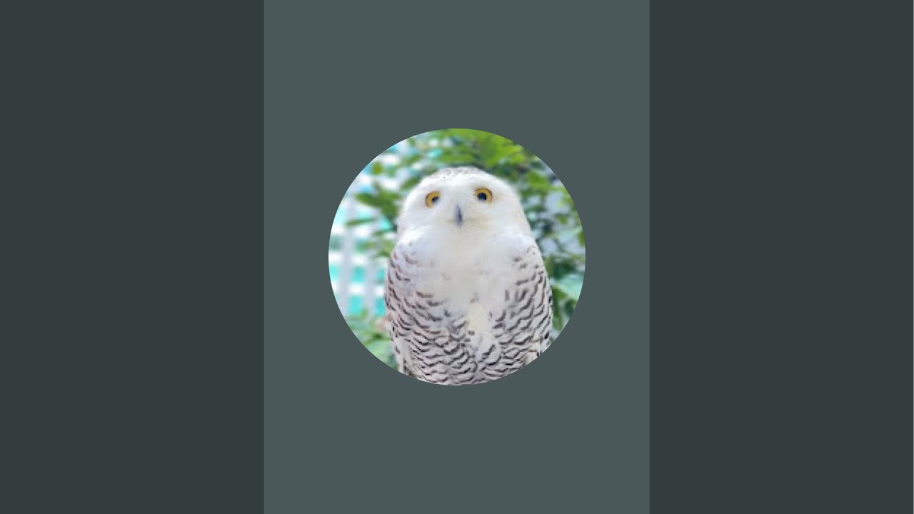 5/20 🦉【２次会】シロフクロウのもぐもぐタイム