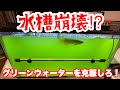 【タンニングに挑戦シリーズ!#3】水槽崩壊?グリーンウォーター対策するよ! #アロワナ #高級魚 #aquarium #アクアリウム #大型魚 #アジアアロワナ #アロワナ #古代魚 #紅龍