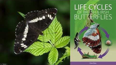 Life Cycles of British & Irish Butterflies - the Movie!