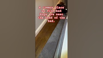 Where do bed bugs hide? The answer is not simple, and they are not usually this easy to find!