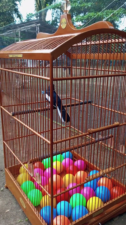 PALING DICARI KICAU MANIA SUARA BURUNG SEPERTI INI PANCINGAN CEPAT NGEPLONG