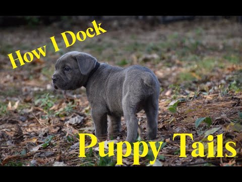 How I Dock My Puppies Tails - YouTube