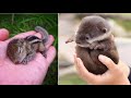 Cute and funny pet (P9) | The most funny and cute animals on the planet 2020