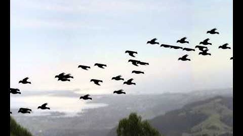 Bird flock with particles .mov