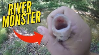 Searching for CHUNKY Creek Chub