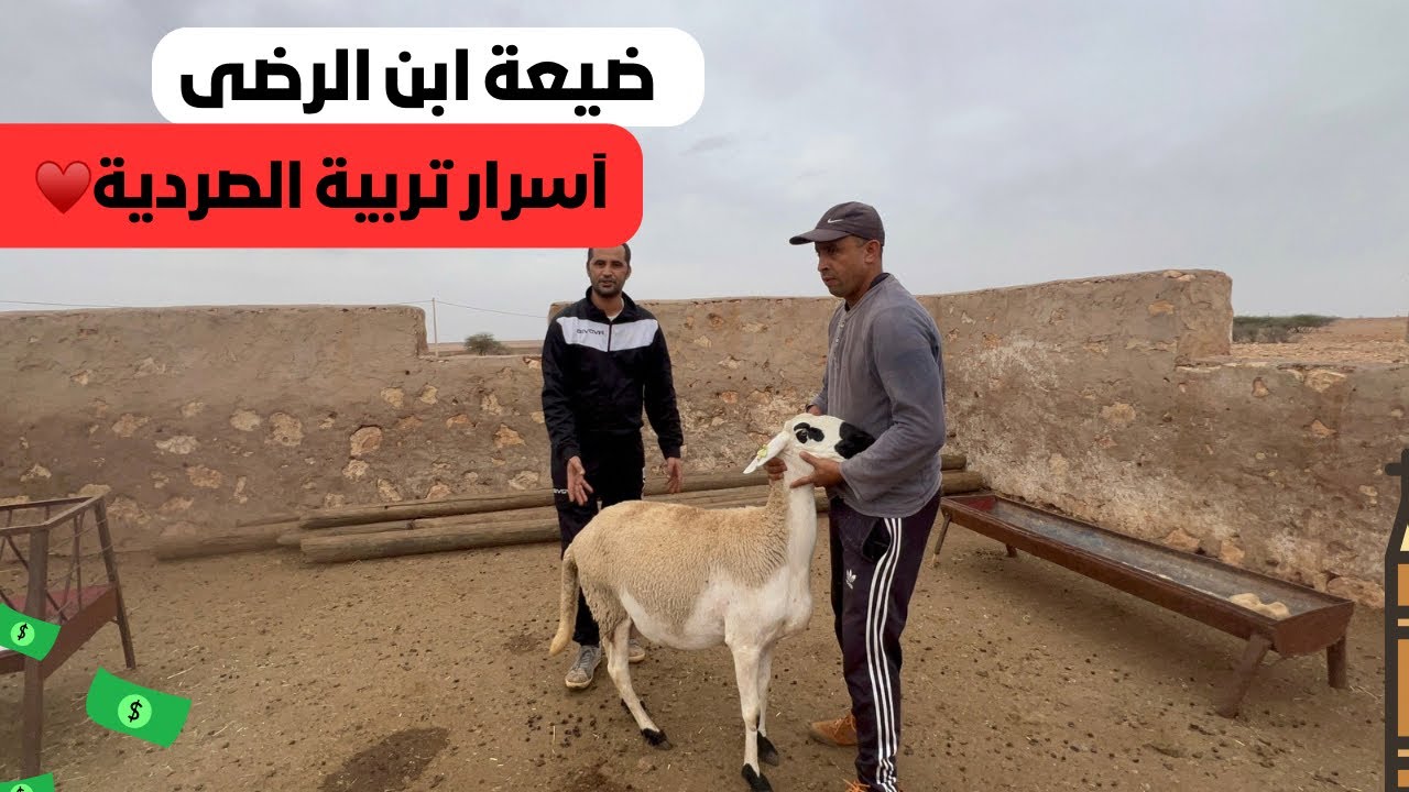 آسرار وخبايا تربية الأغنام الصردية الحرة الآصيلة